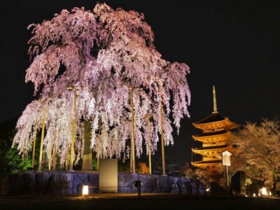 京都宴会の画像